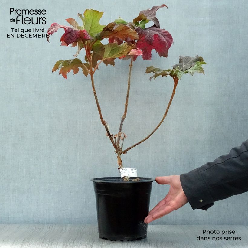 Hortensia quercifolia Applause - Hortensia de hoja de roble Maceta 4L/5L Ejemplar entregado en invierno