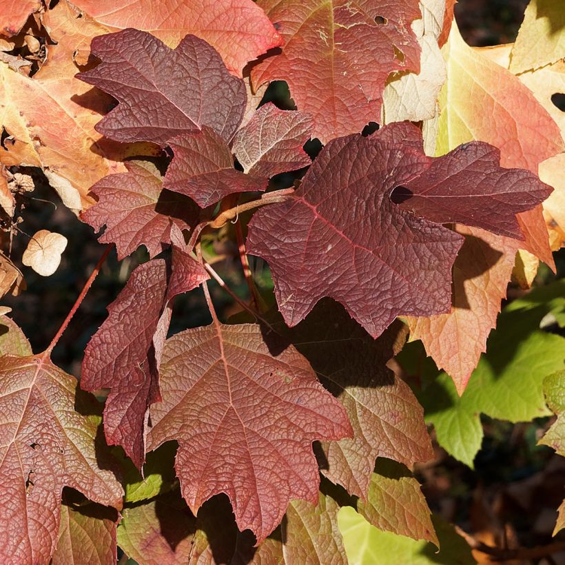 Hortensia quercifolia Gatsby Moon - Hortensia de hoja de roble (Follaje)