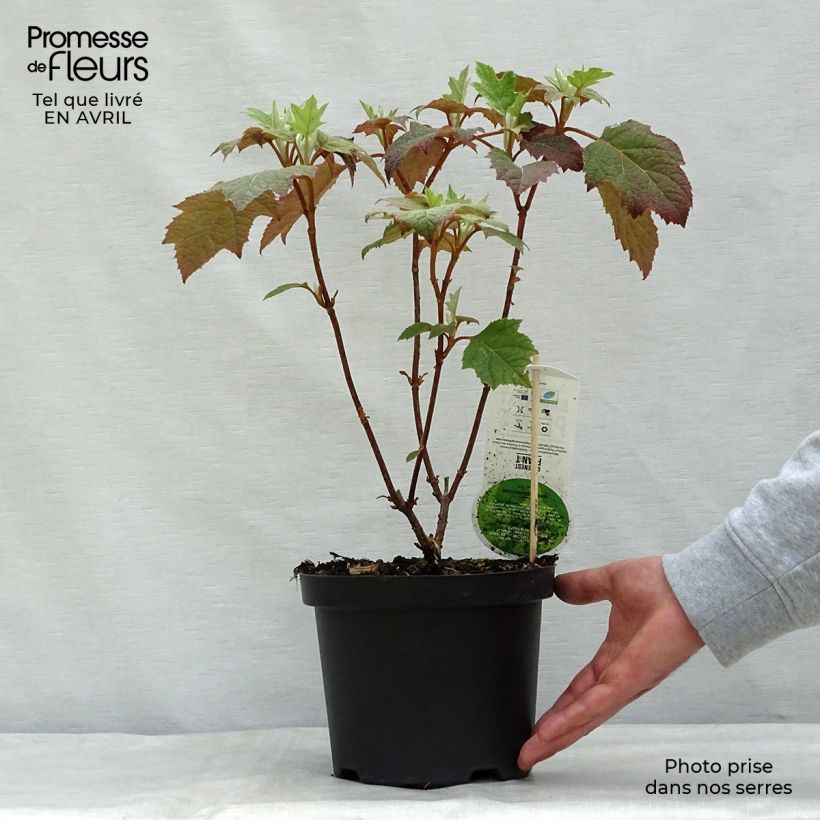 Hortensia quercifolia Harmony - Hortensia de hoja de roble Maceta 2L/3L Ejemplar entregado en la primavera