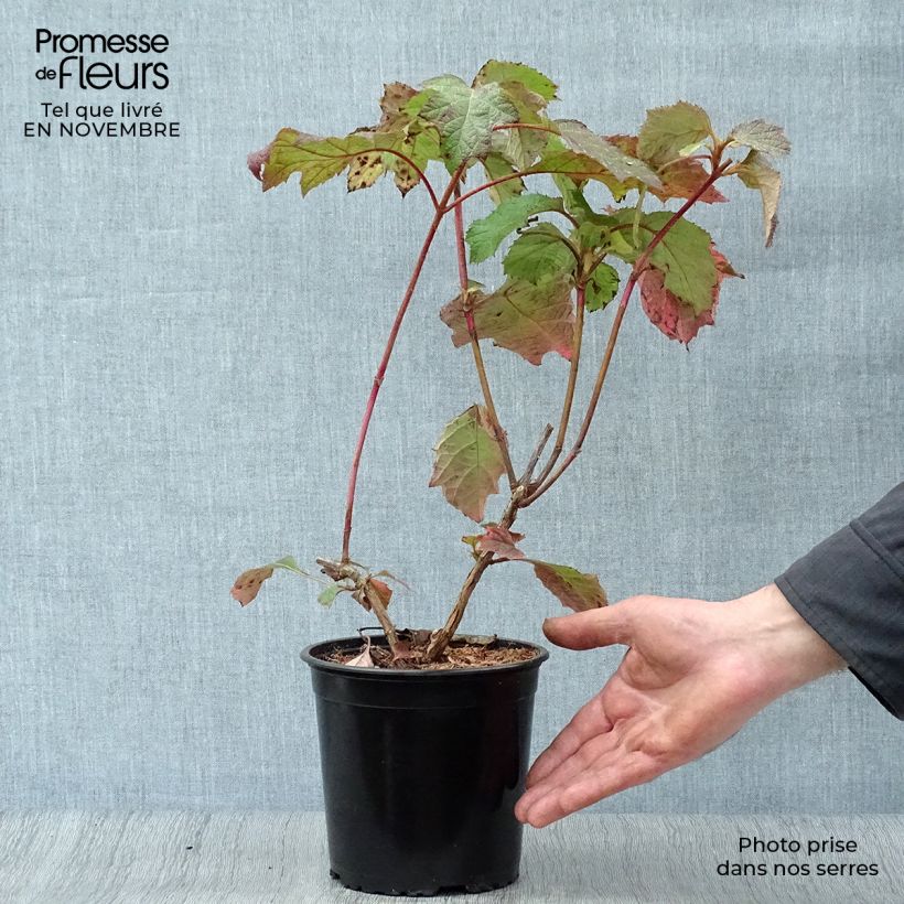 Ejemplar de Hortensia quercifolia Harmony - Hortensia de hoja de roble Maceta 2L/3L entregado en otoño