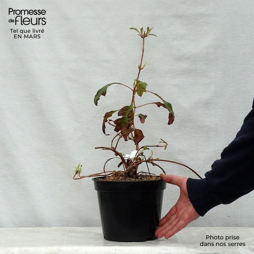 Hortensia quercifolia Ice Crystal - Hortensia de hoja de roble Maceta 4L/5L Ejemplar entregado en la primavera