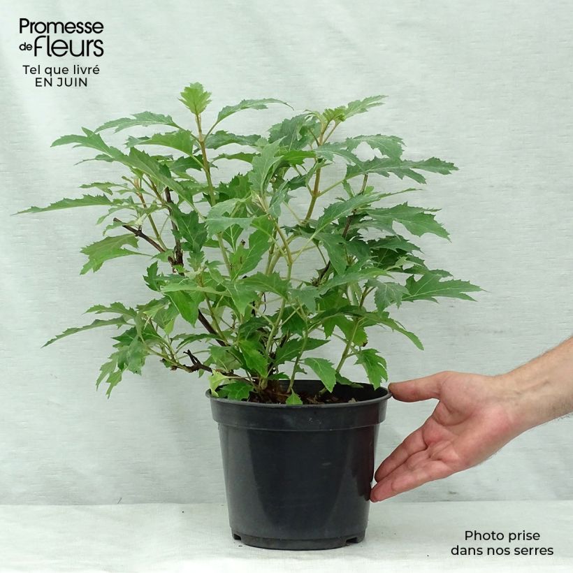 Ejemplar de Hortensia quercifolia Ice Crystal - Hortensia de hoja de roble Maceta 4L/5L entregado en verano