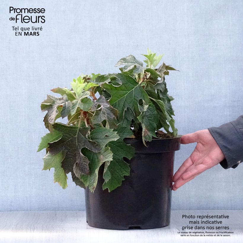 Hortensia quercifolia Jetstream - Hortensia de hoja de roble Maceta 6L/7L Ejemplar entregado en la primavera