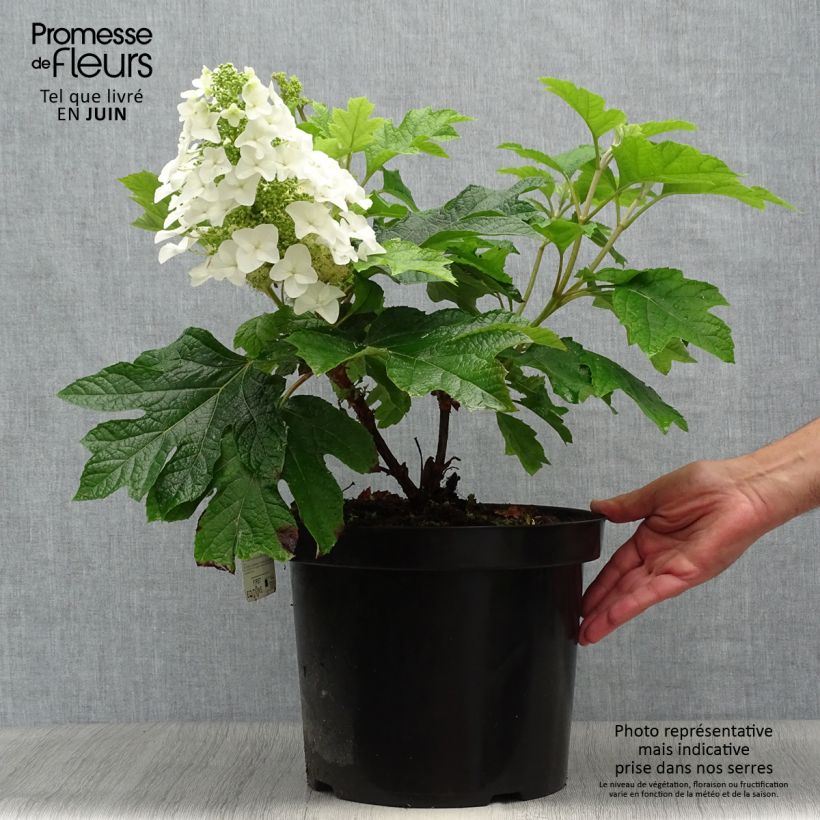 Ejemplar de Hortensia quercifolia Jetstream - Hortensia de hoja de roble Maceta 6L/7L entregado en verano