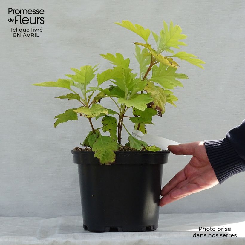 Hortensia quercifolia Little Honey - Hortensia de hoja de roble Maceta 4L/5L Ejemplar entregado en la primavera