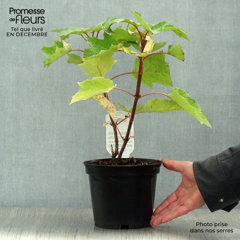 Hortensia quercifolia Munchkin - Hortensia de hoja de roble Maceta 2L/3L Ejemplar entregado en invierno