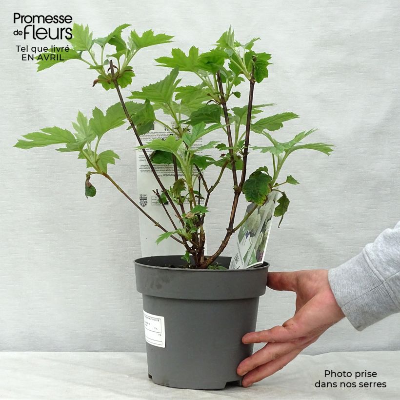 Hortensia quercifolia Munchkin - Hortensia de hoja de roble Maceta 2L/3L Ejemplar entregado en la primavera