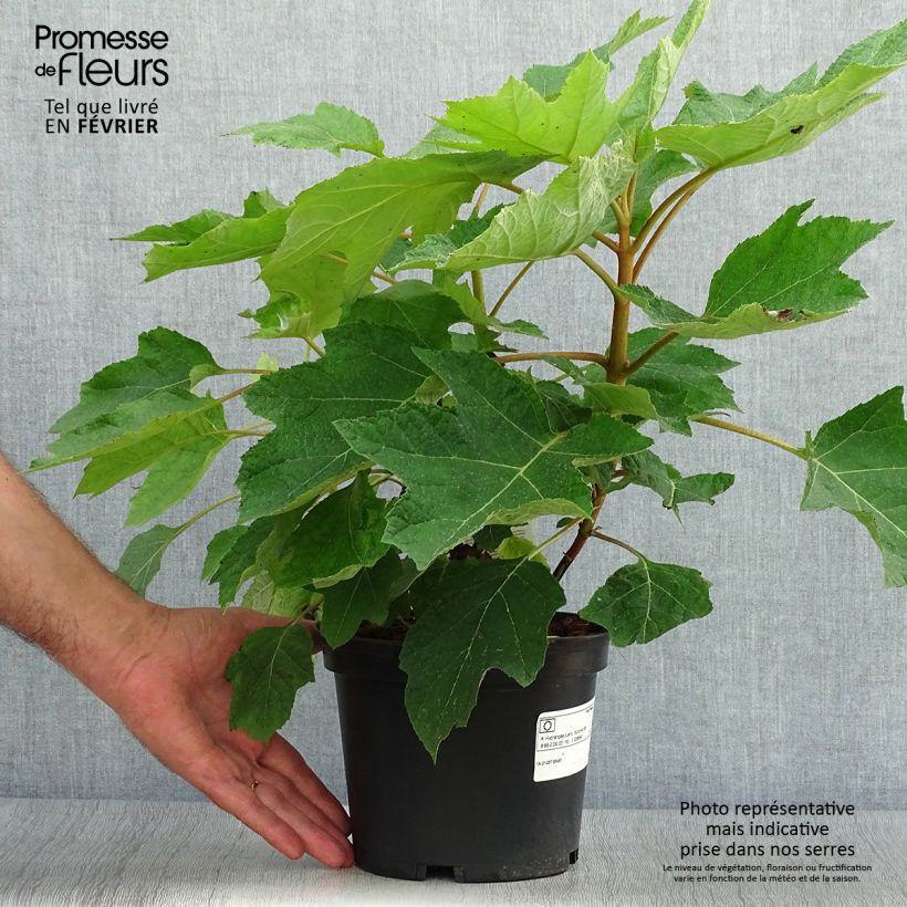 Ejemplar de Hortensia quercifolia Munchkin - Hortensia de hoja de roble Maceta 2L/3L entregado en otoño
