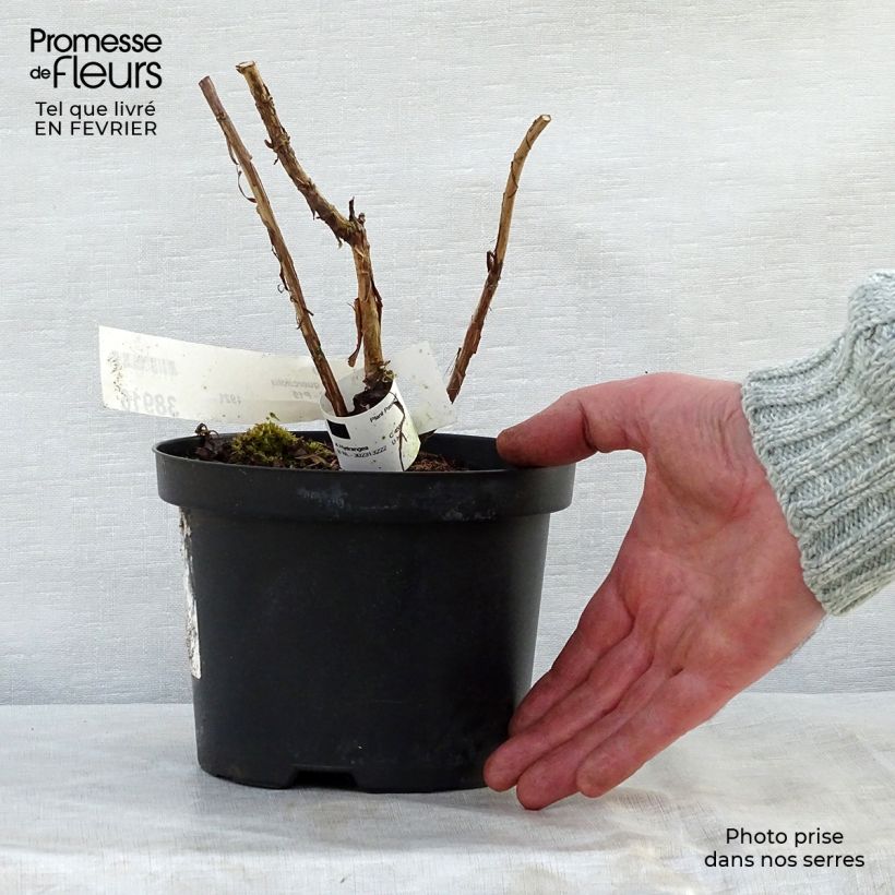 Hortensia quercifolia Ruby Slippers - Hortensia de hoja de roble Maceta 3L/4L Ejemplar entregado en invierno