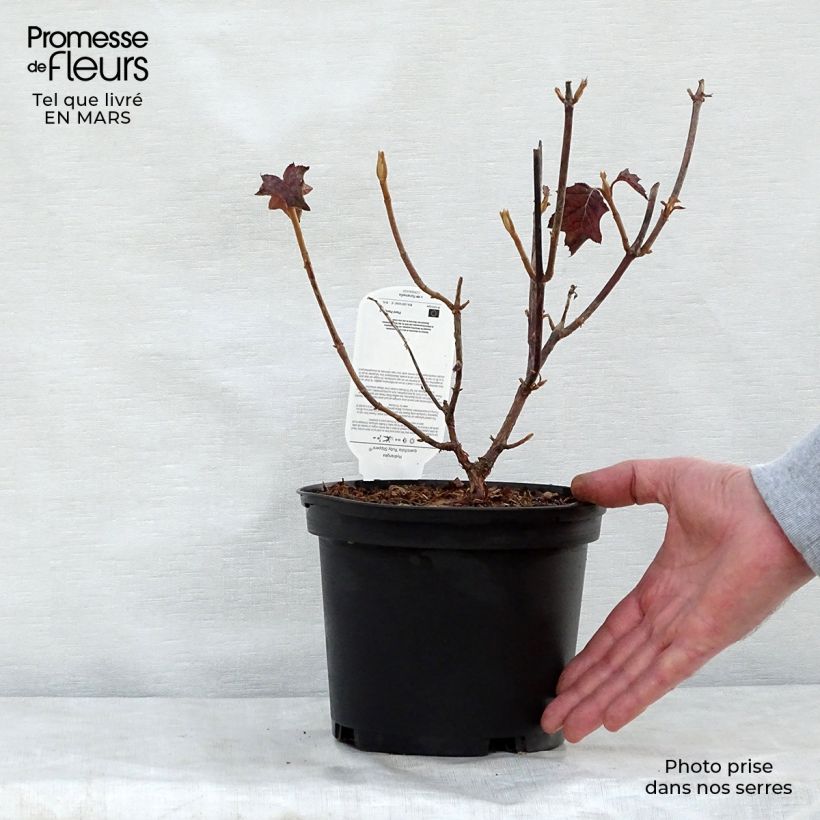 Hortensia quercifolia Ruby Slippers - Hortensia de hoja de roble Maceta 3L/4L Ejemplar entregado en la primavera