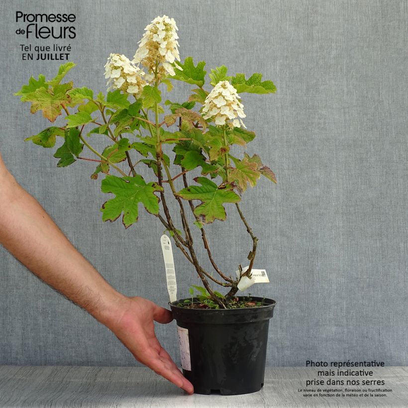 Ejemplar de Hortensia quercifolia Ruby Slippers - Hortensia de hoja de roble Maceta 3L/4L entregado en verano