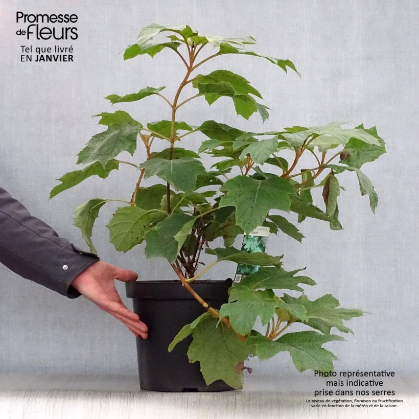 Hortensia quercifolia Snow Queen - Hortensia de hoja de roble Maceta 4L/5L Ejemplar entregado en invierno