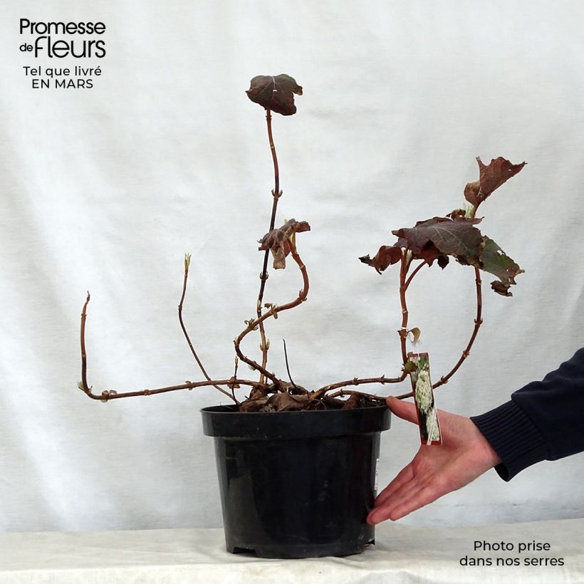 Hortensia quercifolia Snow Queen - Hortensia de hoja de roble Maceta 4L/5L Ejemplar entregado en la primavera