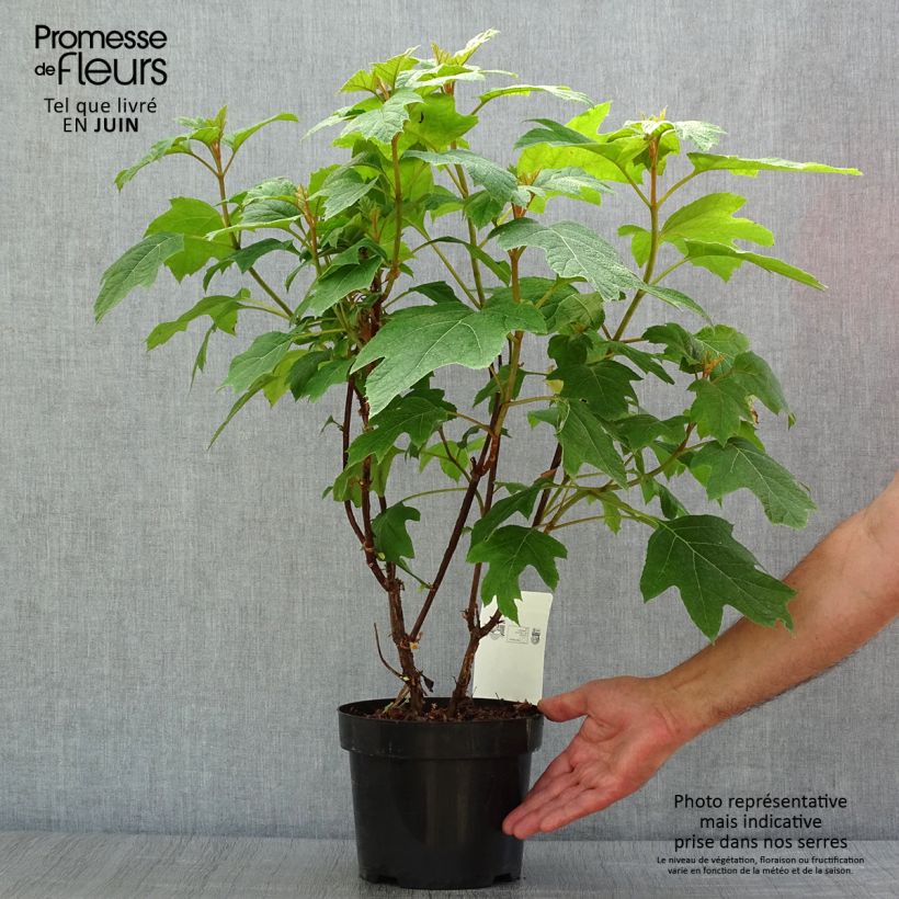 Ejemplar de Hortensia quercifolia Snow Queen - Hortensia de hoja de roble Maceta 2L/3L entregado en verano