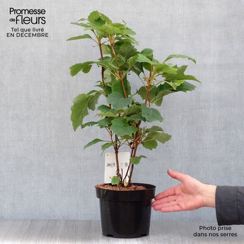 Hortensia quercifolia Snow Queen - Hortensia de hoja de roble Maceta 2L/3L Ejemplar entregado en invierno