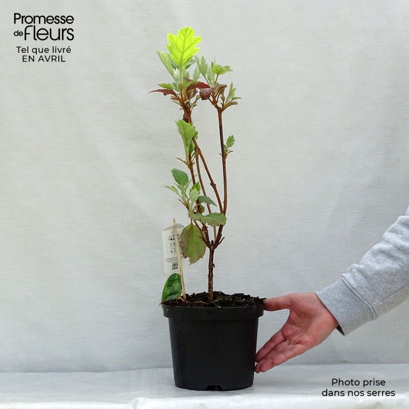 Hortensia quercifolia Snowflake - Hortensia de hoja de roble Maceta 3L/4L Ejemplar entregado en la primavera