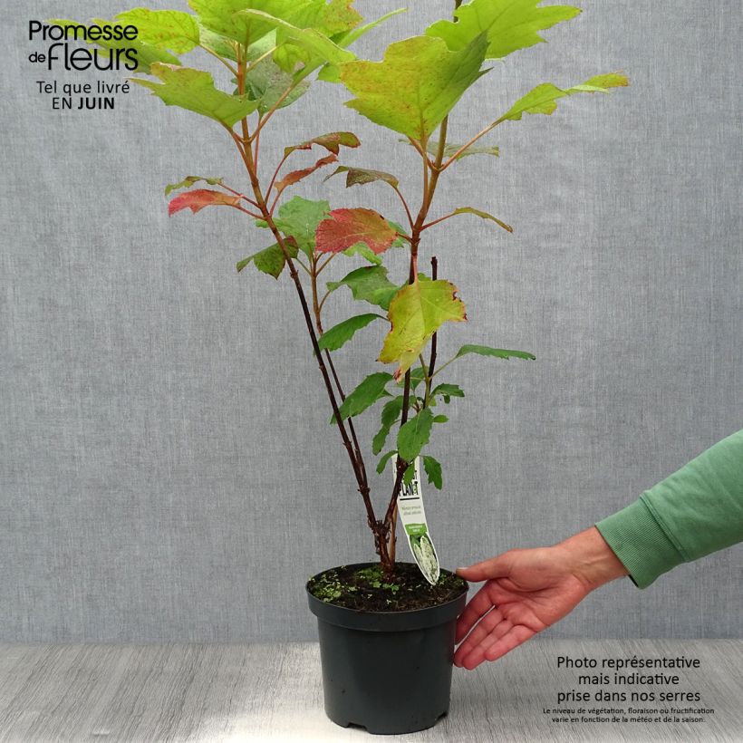 Ejemplar de Hortensia quercifolia Snowflake - Hortensia de hoja de roble Maceta 3L/4L entregado en verano