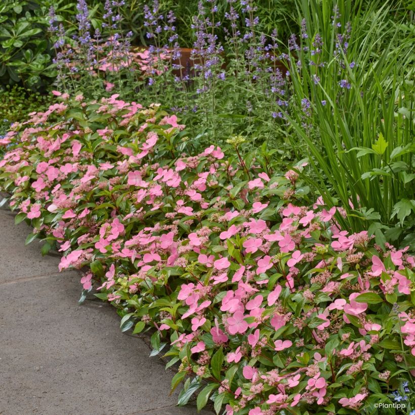 Hydrangea scandens First Love - Hortensia (Porte)