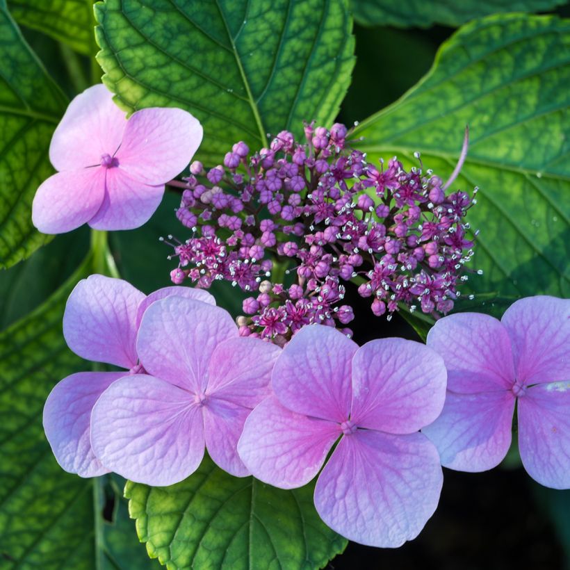 Hortensia serrata Avelroz - Hydrangea (Floración)