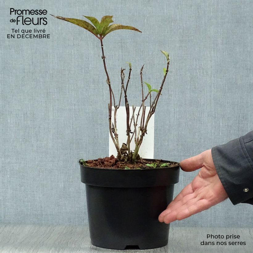 Hortensia serrata Avelroz - Hydrangea Maceta 2L/3L Ejemplar entregado en invierno