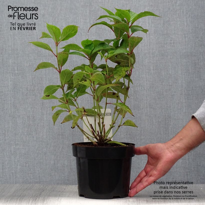 Ejemplar de Hortensia serrata Avelroz - Hydrangea Maceta 2L/3L entregado en otoño
