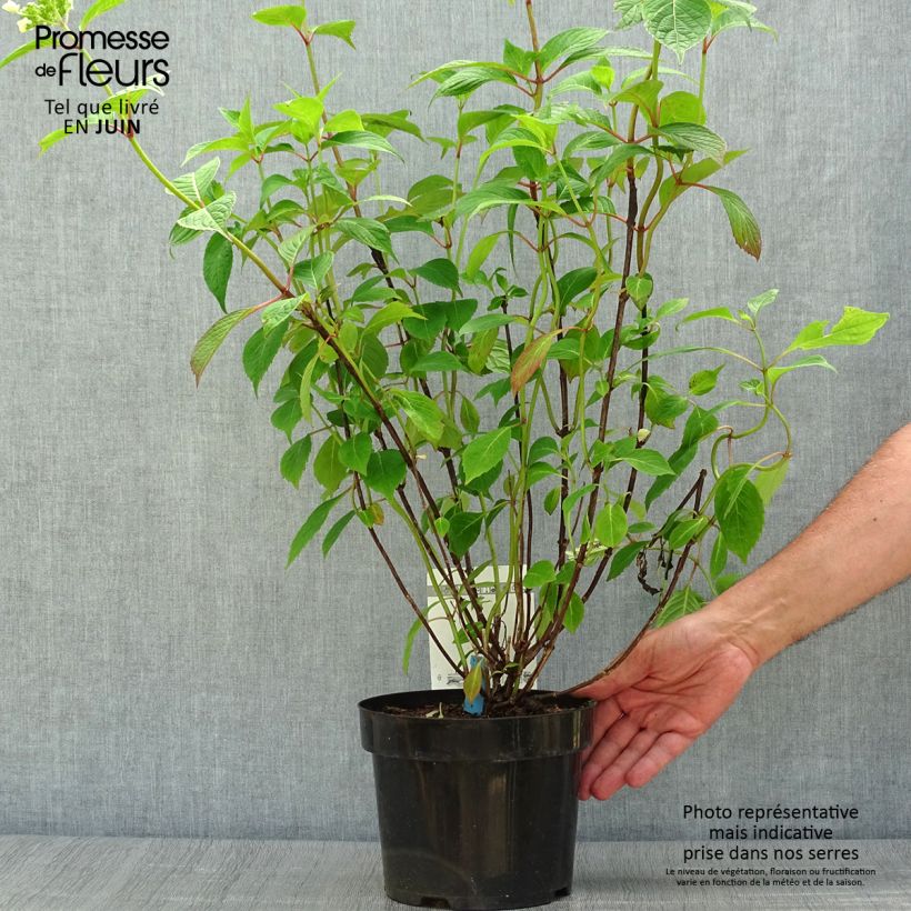 Ejemplar de Hortensia serrata Avelroz - Hydrangea Maceta 2L/3L, Formación arbustiva entregado en verano