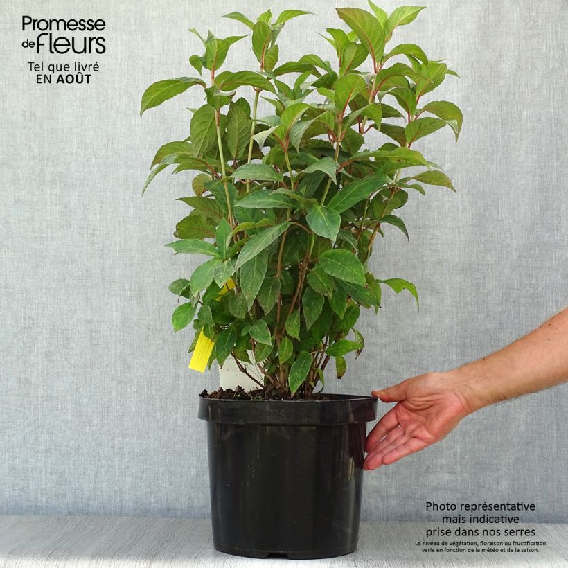 Ejemplar de Hortensia serrata Avelroz - Hydrangea Maceta 7,5L/10L entregado en verano
