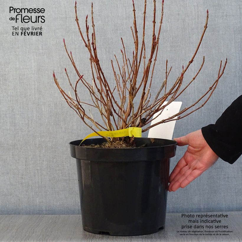 Hortensia serrata Avelroz - Hydrangea Maceta 7,5L/10L Ejemplar entregado en invierno