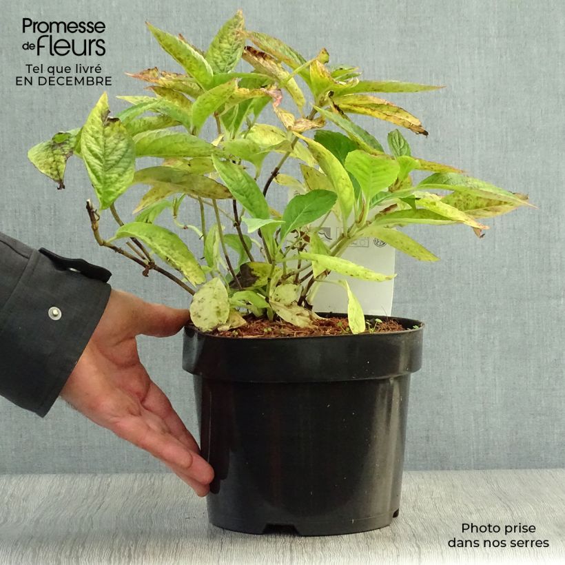 Hortensia serrata Blue Bird - Hydrangea Maceta 3L/4L Ejemplar entregado en invierno