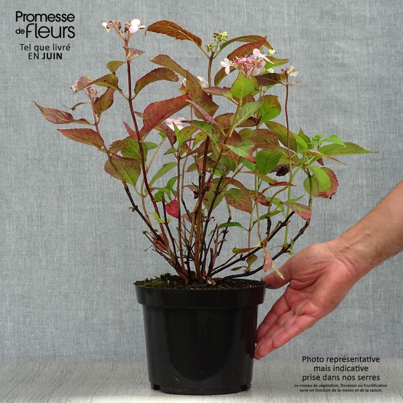 Ejemplar de Hortensia - Hydrangea serrata Blue Bird Pot de 3L/4L entregado en verano