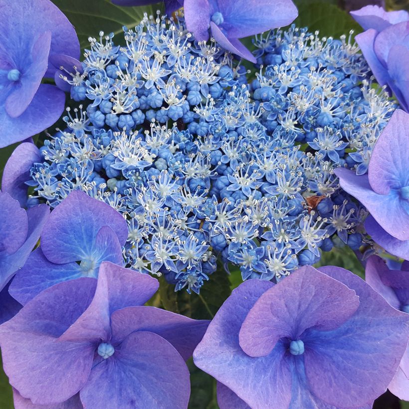 Hortensia serrata Blue Bird - Hydrangea (Floración)