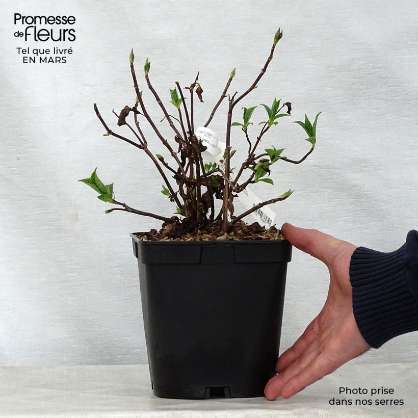 Hortensia serrata Blue Deckle - Hydrangea Maceta 2L/3L Ejemplar entregado en la primavera