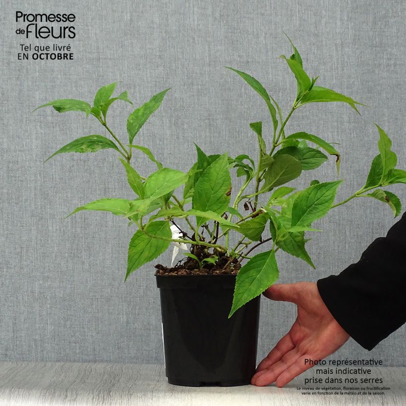 Ejemplar de Hortensia serrata Blue Deckle - Hydrangea Maceta 2L/3L entregado en otoño