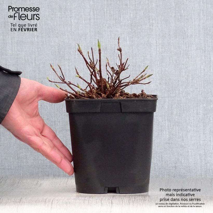 Hortensia serrata Blue Deckle - Hydrangea Maceta 2L/3L Ejemplar entregado en invierno