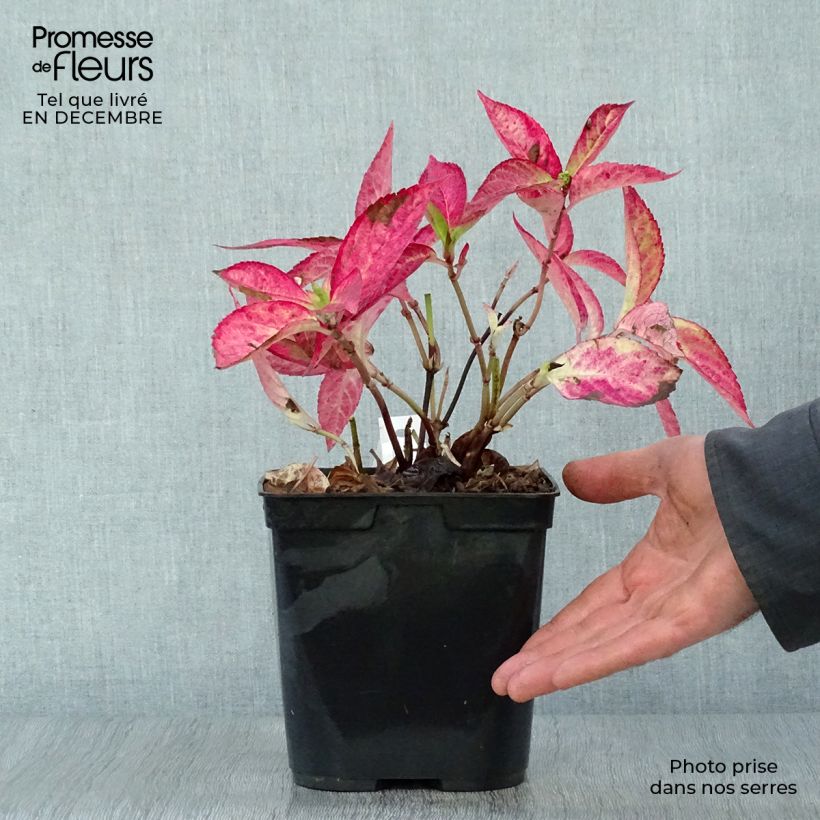 Hortensia serrata Cap Sizun - Hydrangea Maceta 2L/3L Ejemplar entregado en invierno