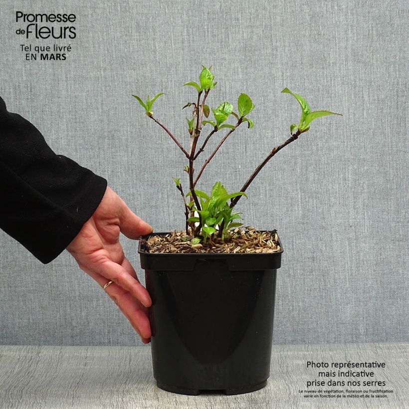 Hortensia serrata Cap Sizun - Hydrangea Maceta 2L/3L Ejemplar entregado en la primavera