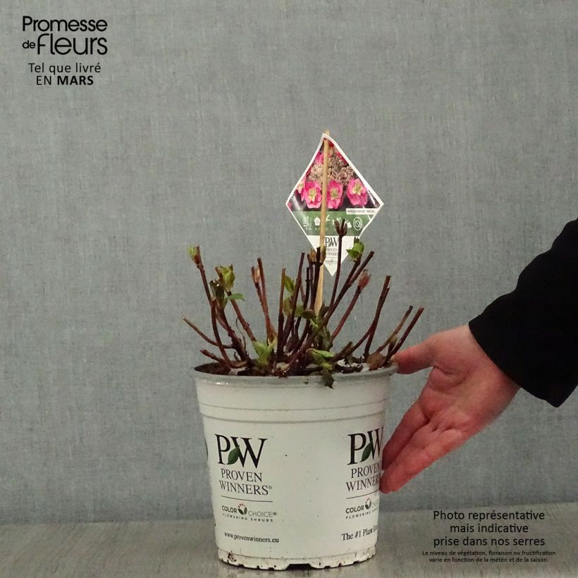 Hortensia serrata Cotton Candy - Hydrangea Maceta 4L/5L Ejemplar entregado en invierno