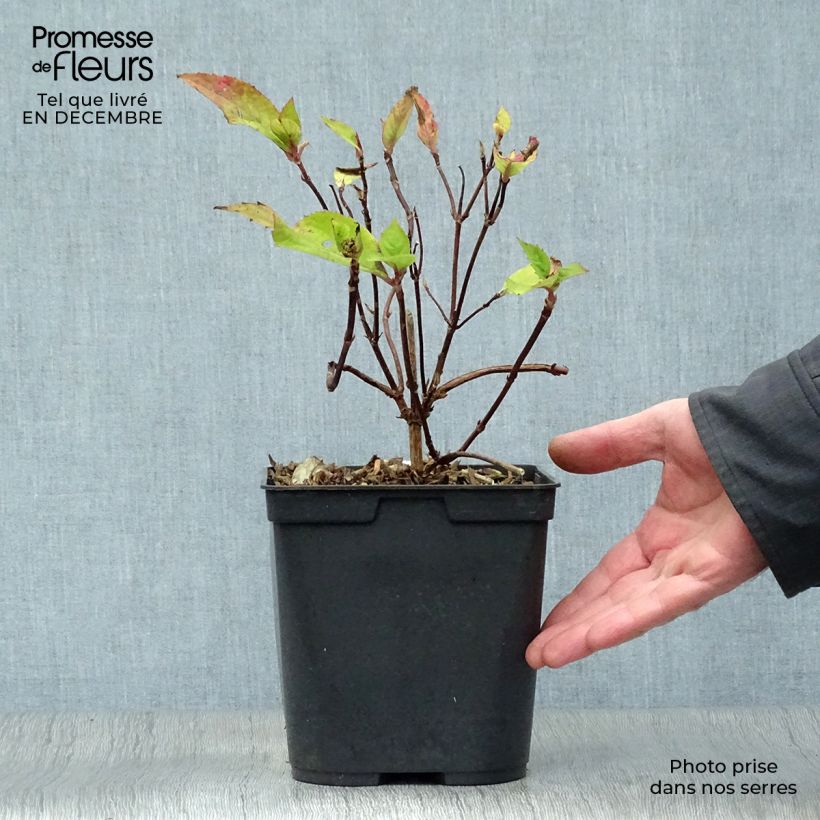 Hortensia serrata Graciosa - Hydrangea Maceta 2L/3L Ejemplar entregado en invierno