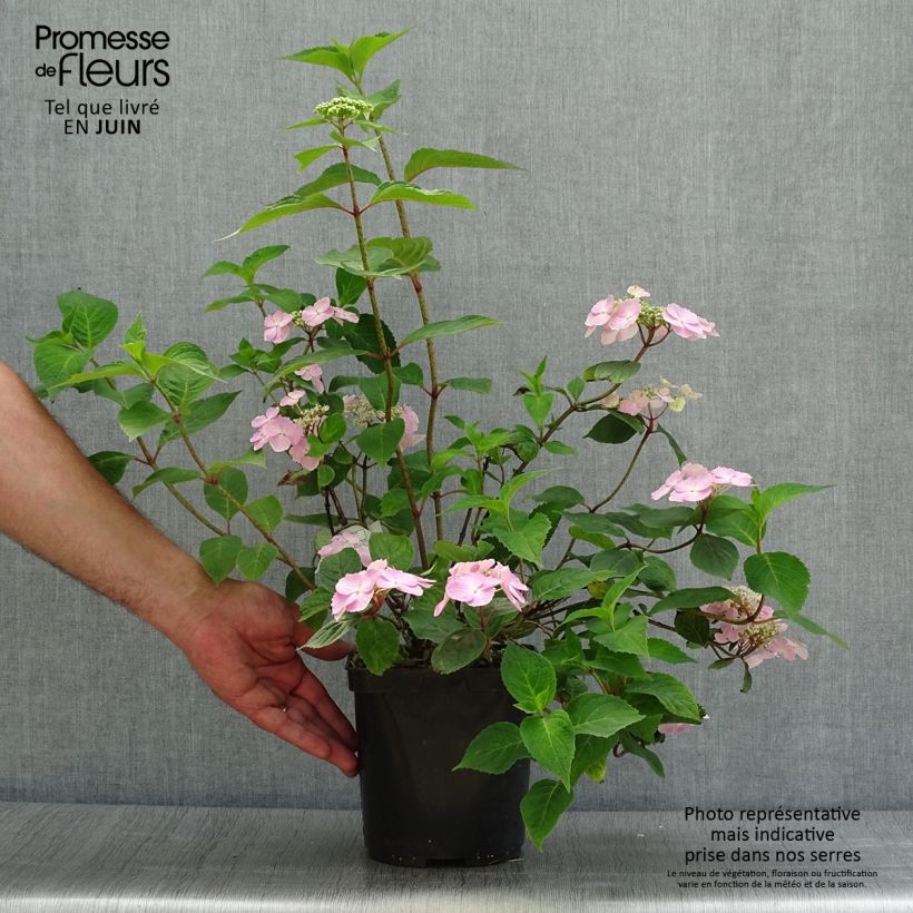 Ejemplar de Hortensia serrata Graciosa - Hydrangea Maceta 2L/3L entregado en verano