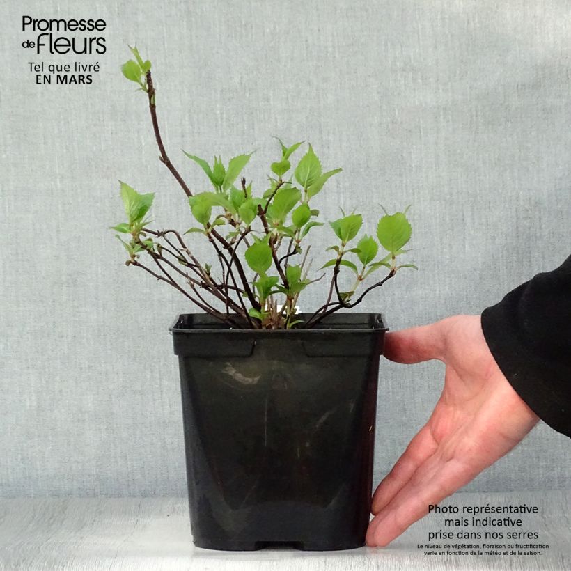 Hortensia serrata Graciosa - Hydrangea Maceta 2L/3L Ejemplar entregado en la primavera
