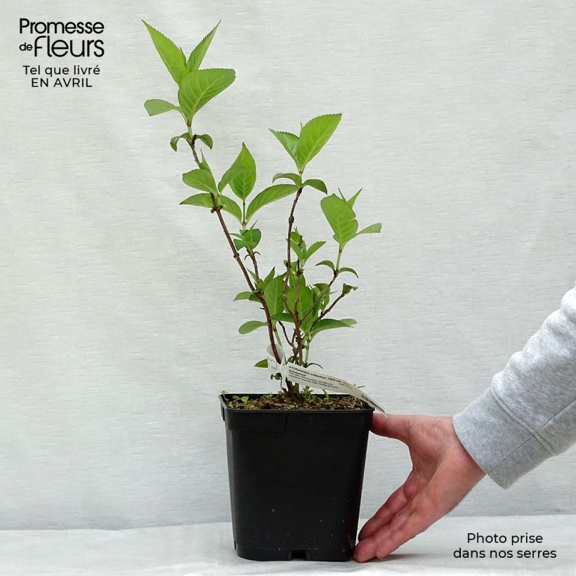 Hortensia serrata Grayswood - Hydrangea Maceta 2L/3L Ejemplar entregado en la primavera