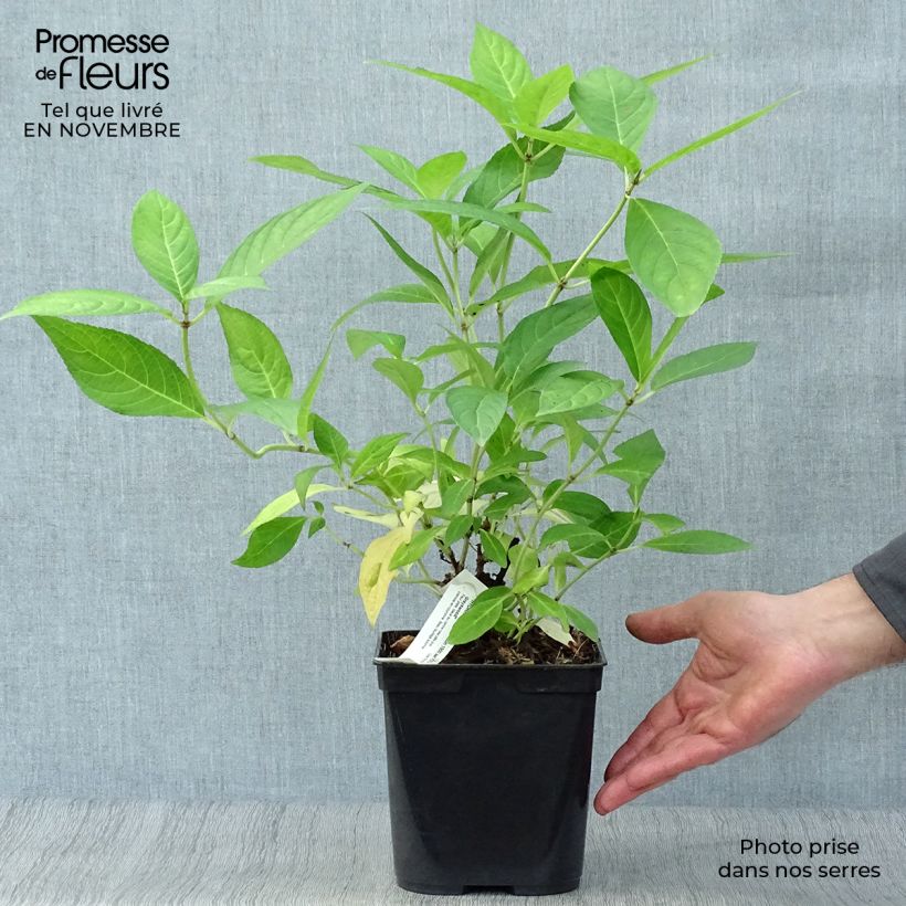 Ejemplar de Hortensia serrata Grayswood - Hydrangea Maceta 2L/3L entregado en otoño