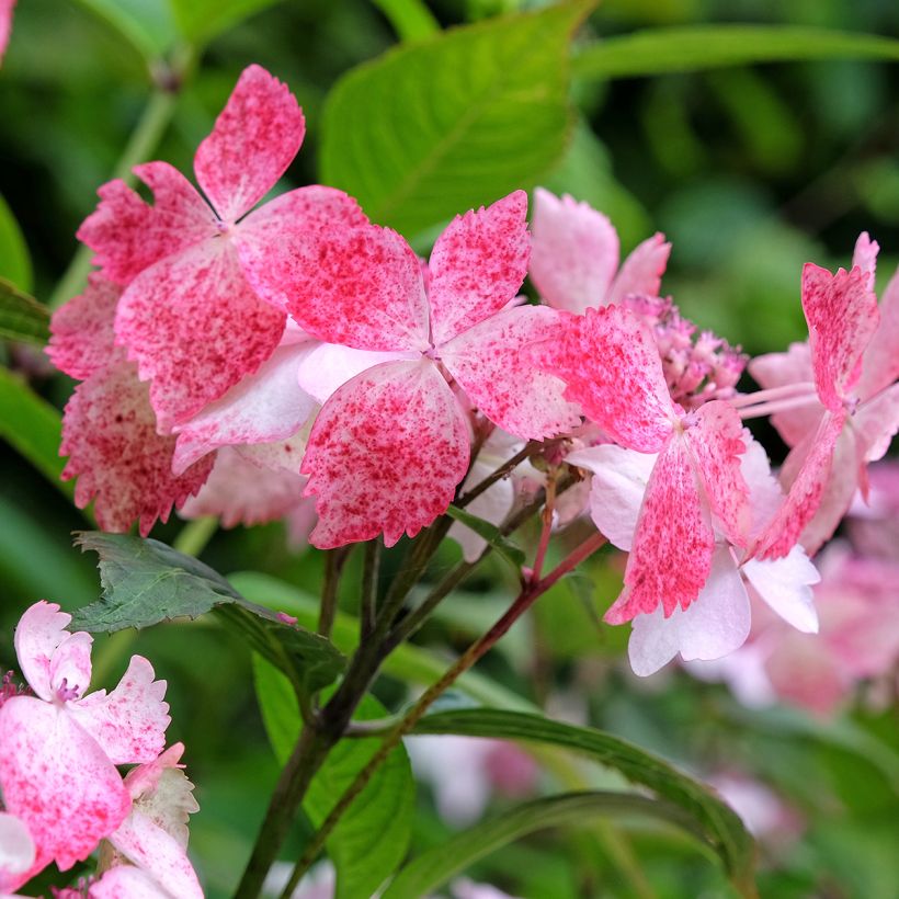 Hortensia serrata Grayswood - Hydrangea (Floración)