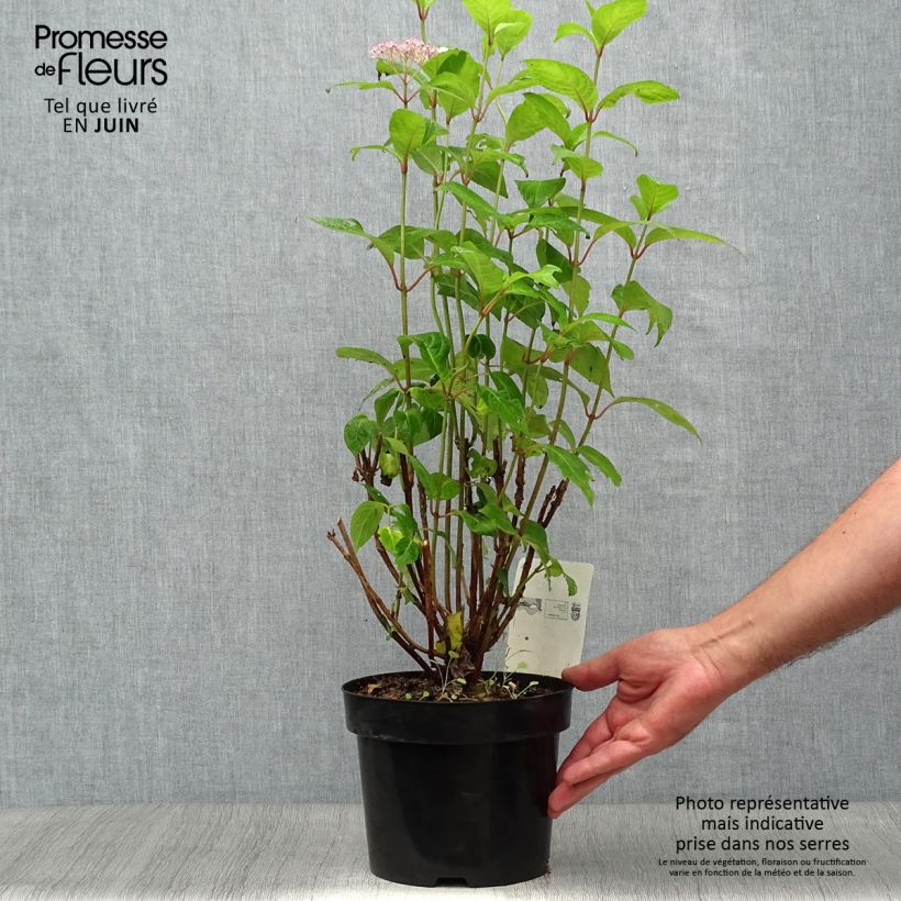 Ejemplar de Hortensia serrata Intermedia - Hydrangea Maceta 2L/3L entregado en verano