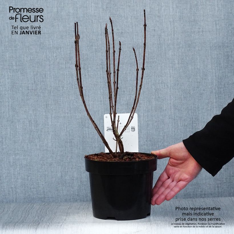 Hortensia serrata Intermedia - Hydrangea Maceta 2L/3L Ejemplar entregado en invierno