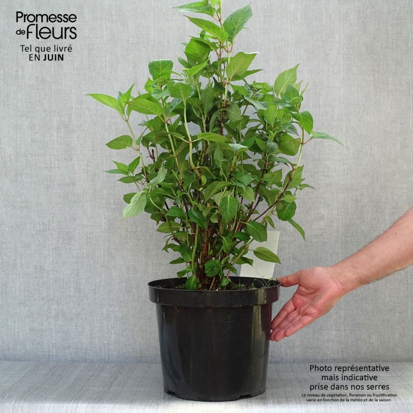 Ejemplar de Hortensia serrata Intermedia - Hydrangea Maceta 7,5L/10L entregado en verano