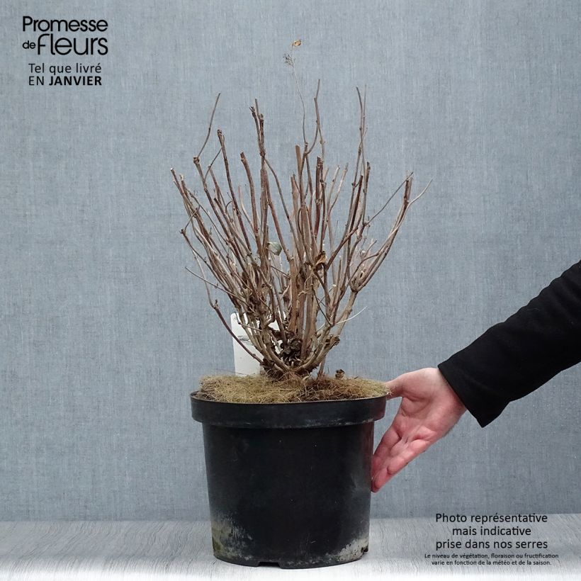 Hortensia serrata Intermedia - Hydrangea Maceta 7,5L/10L Ejemplar entregado en invierno