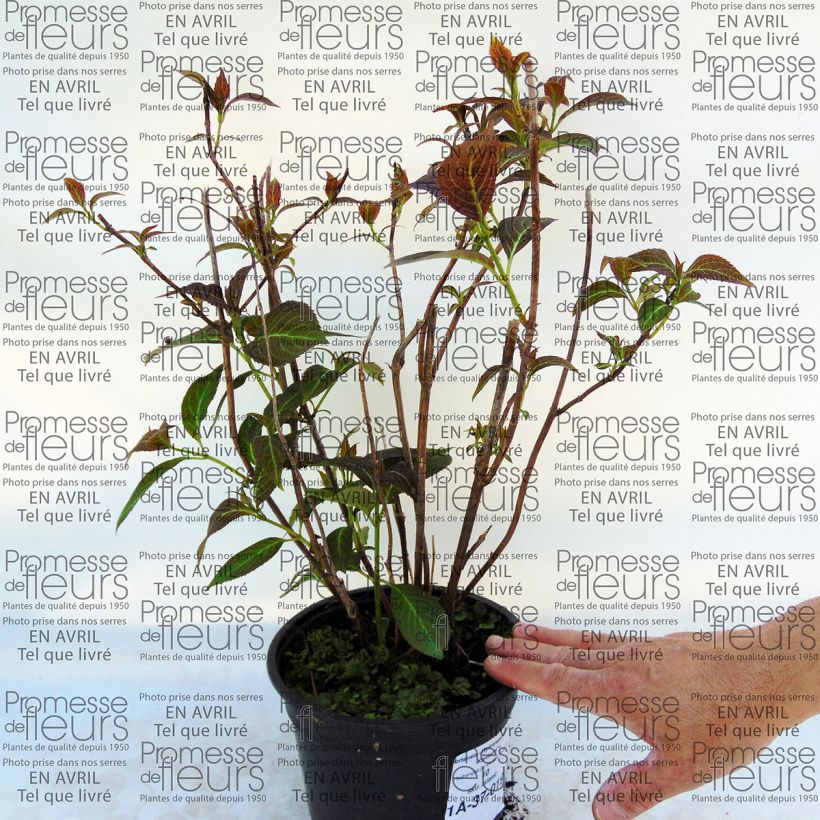 Ejemplo de ejemplar de Hortensia serrata Kiyosumi - Hydrangea Maceta 2L/3L tal y como se entrega