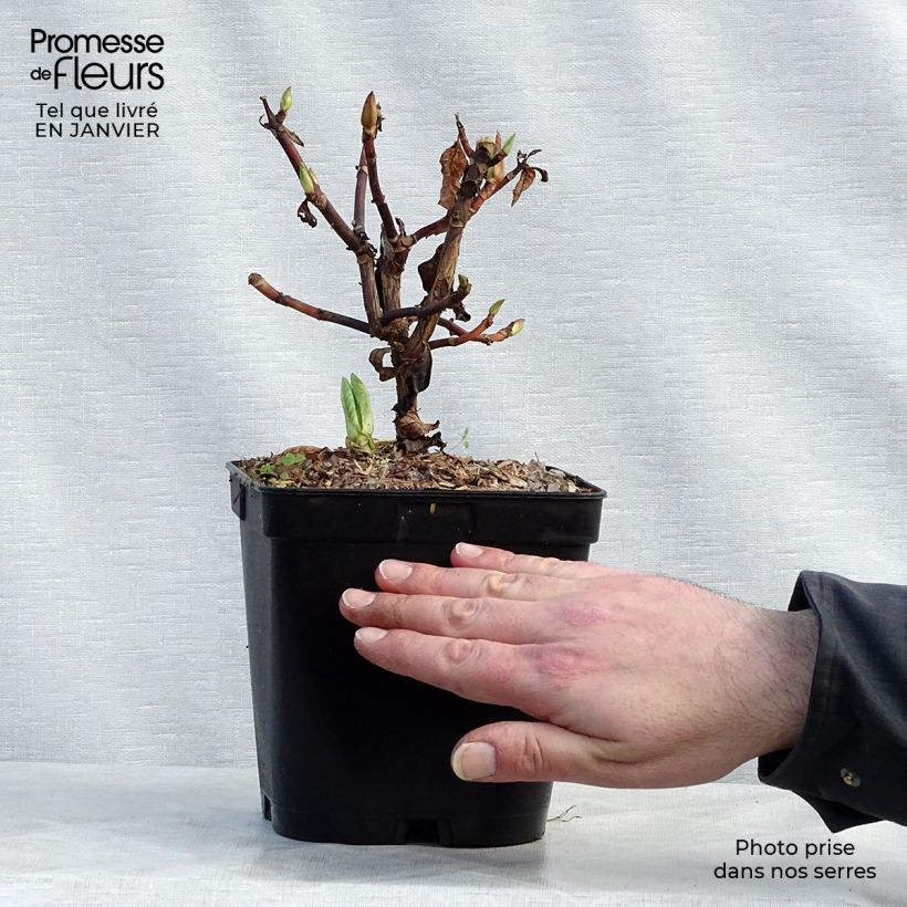 Hortensia serrata Klaveren - Hydrangea Maceta 2L/3L Ejemplar entregado en invierno