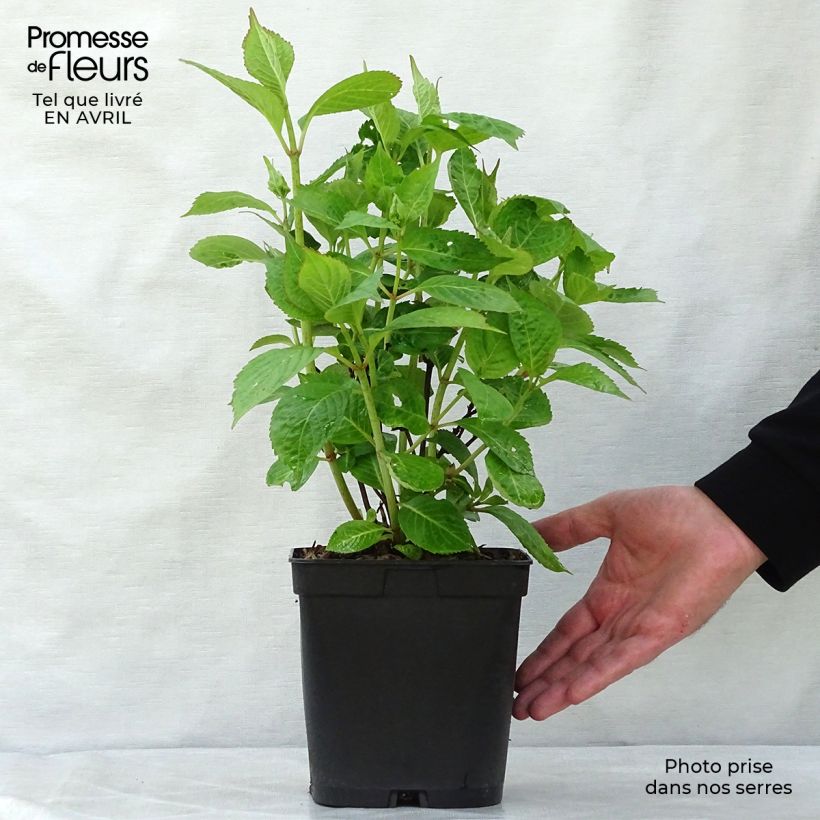 Hortensia serrata Klaveren - Hydrangea Maceta 2L/3L Ejemplar entregado en la primavera